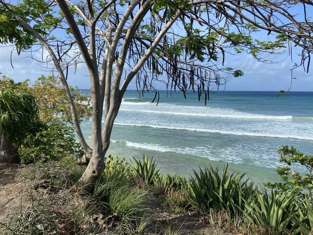 surf lessons Barbados, surfing at Freights Bay, Barbados surf school