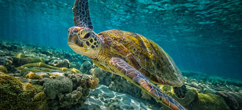 Ride the Tide Barbados Sea Turtle EMERGENCY